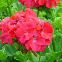 Eterično ulje geranium